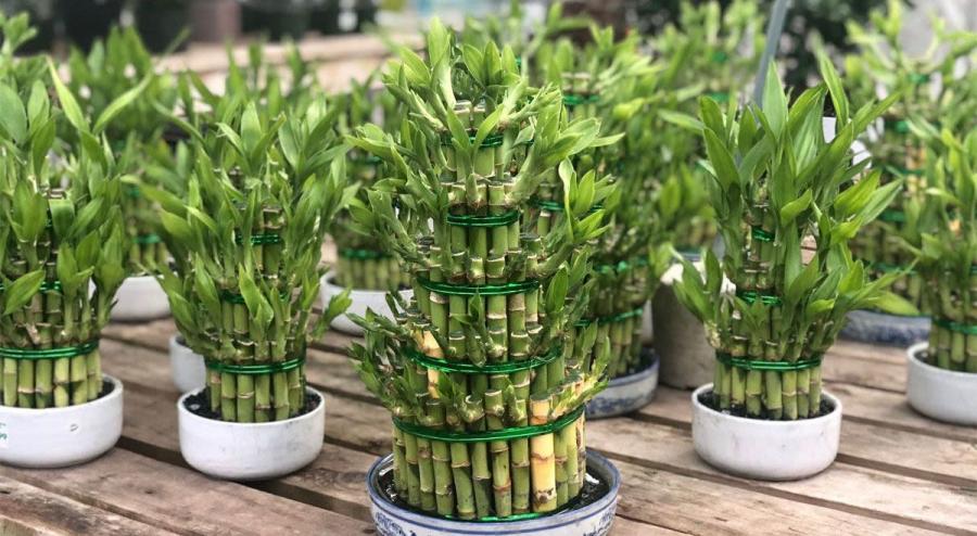 Did you know why these Bamboo are considered lucky? - Nurserylive