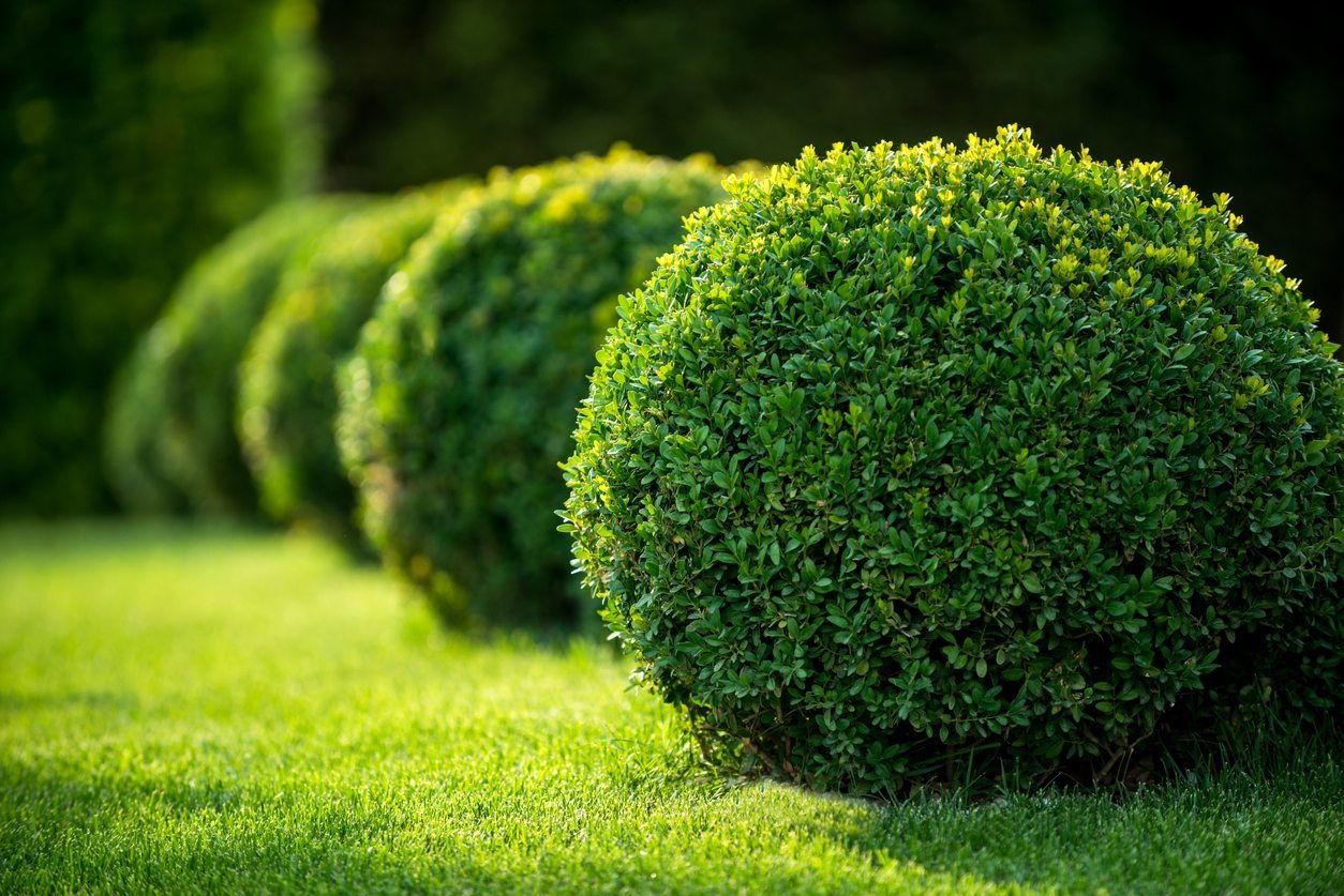 Top 10 Shrubs To Include In Your Plant Collection