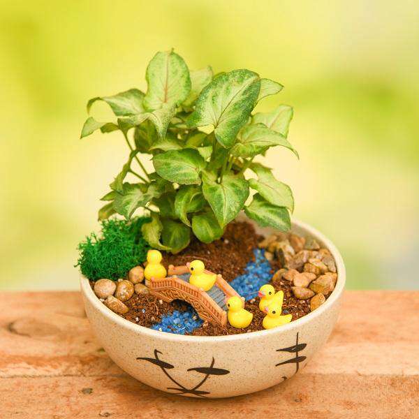 Buy Miniature Gardens online from Nurserylive at lowest price.