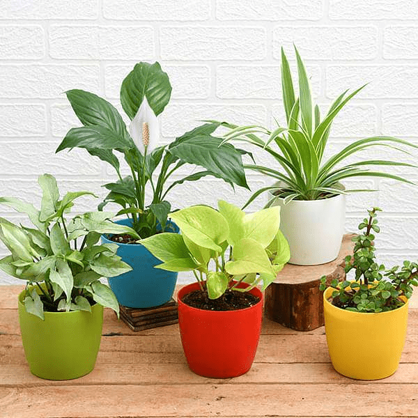 Top 5 Plants Packs - Nurserylive
