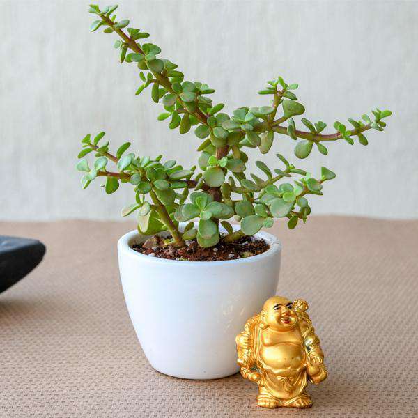 More Gifts For Special Days - Nurserylive