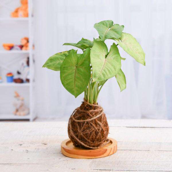 Kokedama Plants - Nurserylive