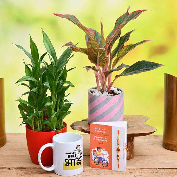 Rakhi Plant Gifts - Nurserylive