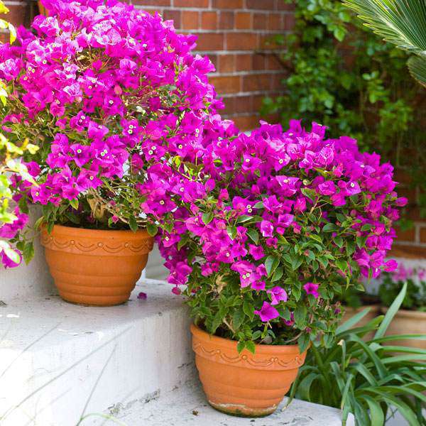 Summer Special Plants Packs - Nurserylive