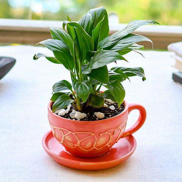 Air Purifier Plant Gifts
