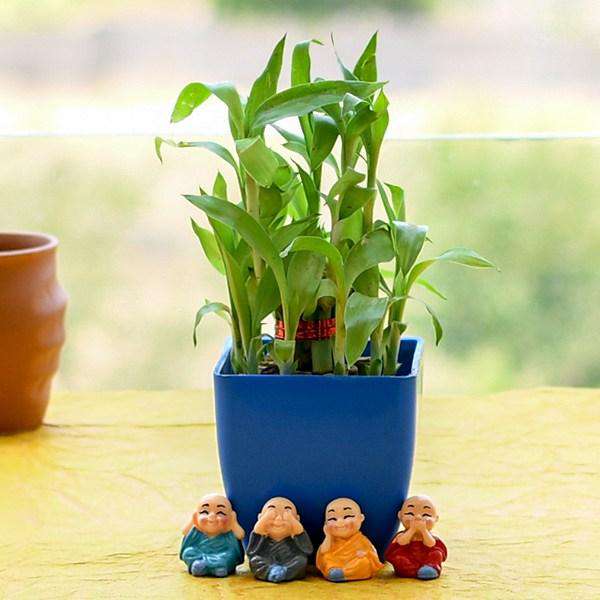 Plant Gifts For Kids - Nurserylive