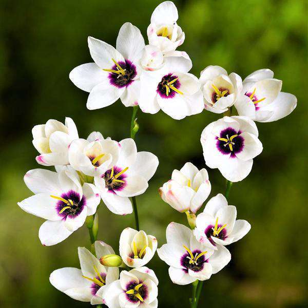 Ixia Flower Bulbs - Nurserylive