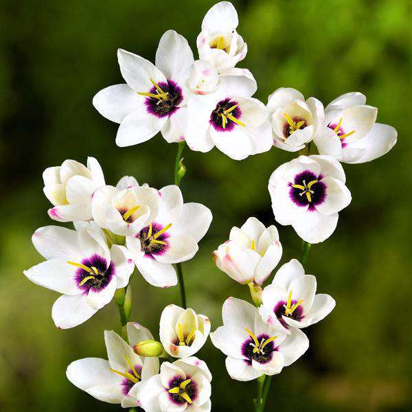 Ixia Flower Bulbs