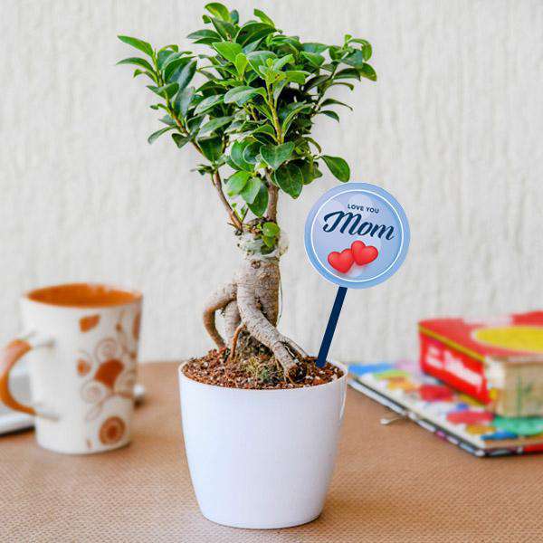 Mothers Day Plant Gifts - Nurserylive