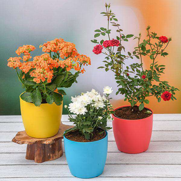 Plants Packs For Festivals and Occasions - Nurserylive