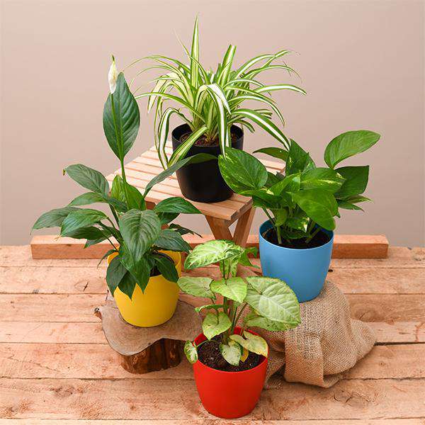Top 4 Plants Packs - Nurserylive