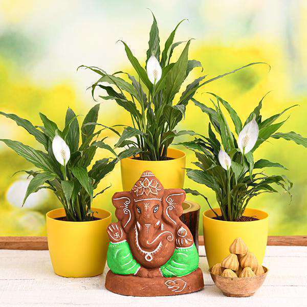 Eco Friendly Ganesh Plants Packs
