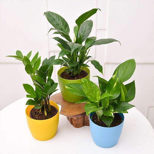 Plants Packs For Office Desk