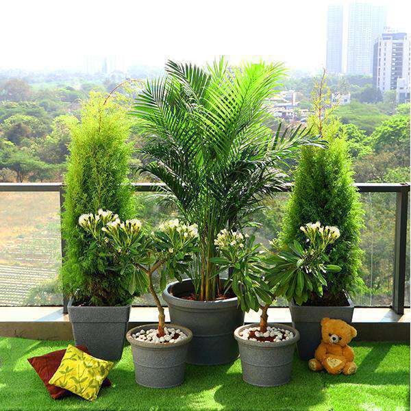 Buy Balcony and Terrace Garden online from Nurserylive at lowest price.