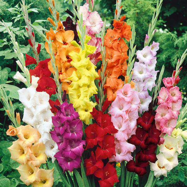 Flower Bulbs to Sow in All Seasons