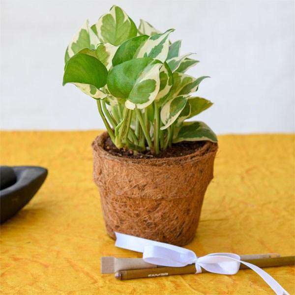Eco Friendly Plant Gifts