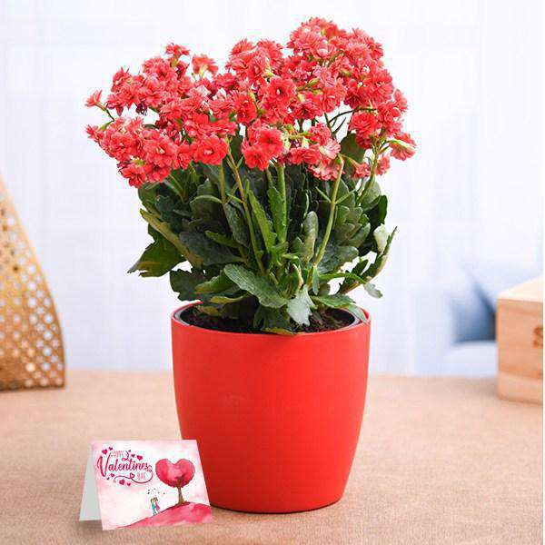 Valentines Day Plant Gifts