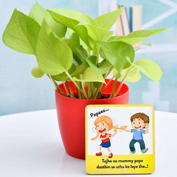 Plant Gifts For Brother Sister - Nurserylive
