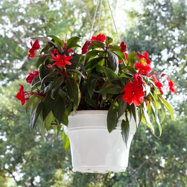Buy Hanging Plants online from Nurserylive at lowest price.