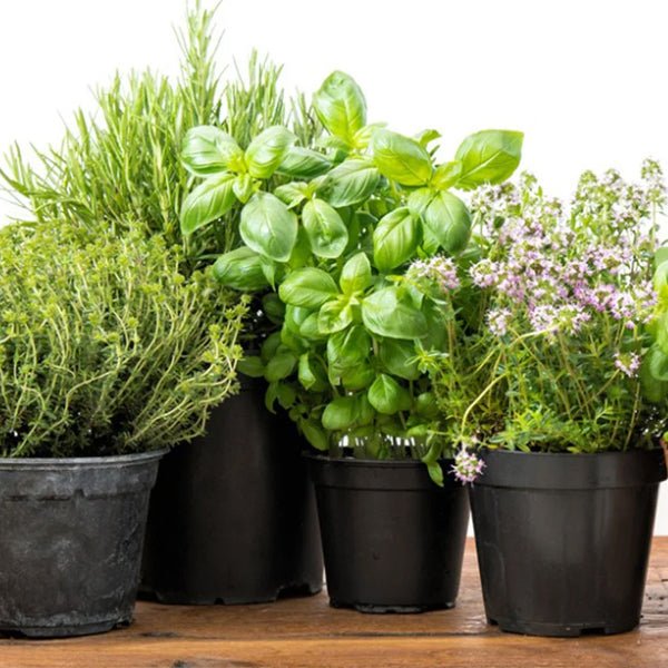 10 Medicinal Plants Name - Nurserylive