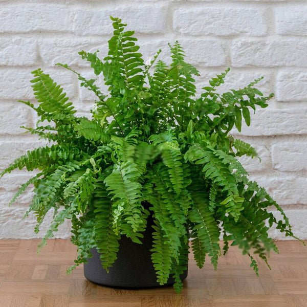 Buy All Plants Name online from Nurserylive at lowest price.