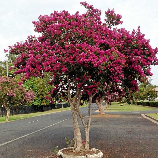Buy Avenue Tree Seeds online from Nurserylive at lowest price.