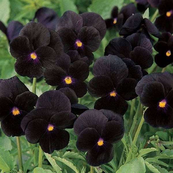 Black Flower Seeds