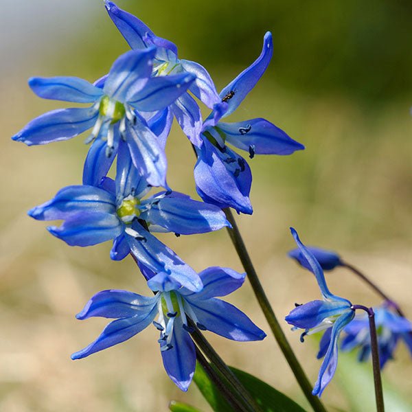Blue Flower Bulbs
