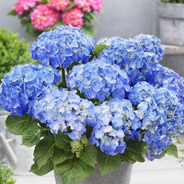 Blue Flower Plants