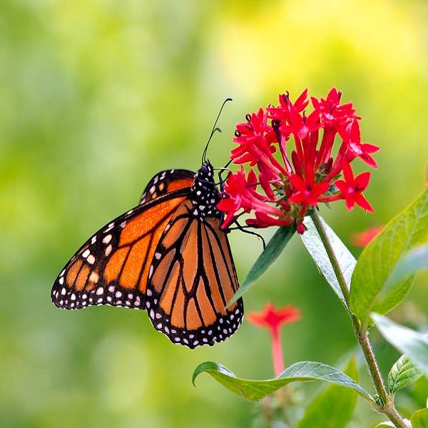 Butterflies Attracting Plant Seeds