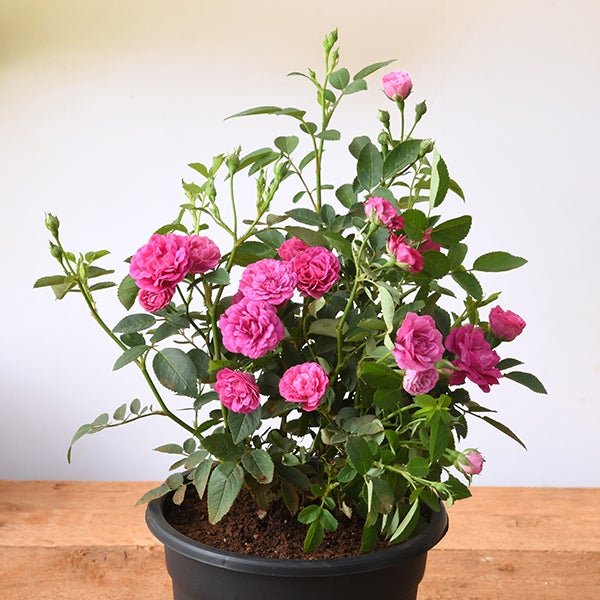 Button Rose: The Charming Miniature Rose Plant for Your Garden ...