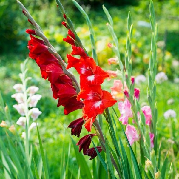 Type-Combo Pack Bulbs - Nurserylive