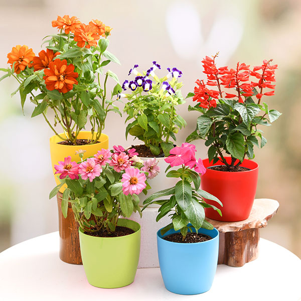 Type-Combo Pack Plants