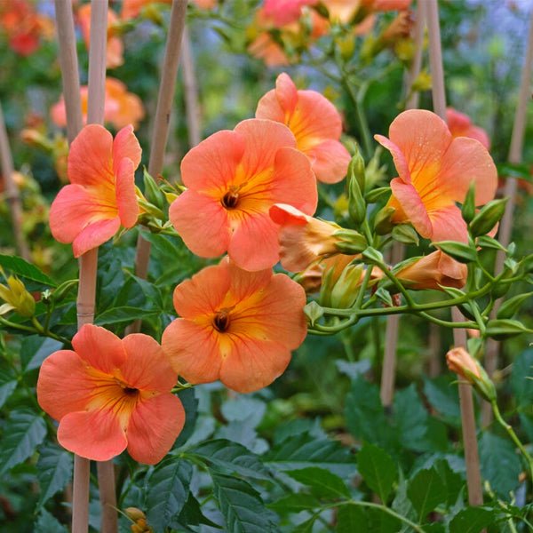 Buy Creepers Plants Name online from Nurserylive at lowest price.