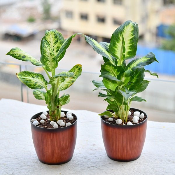 Dieffenbachia Plants