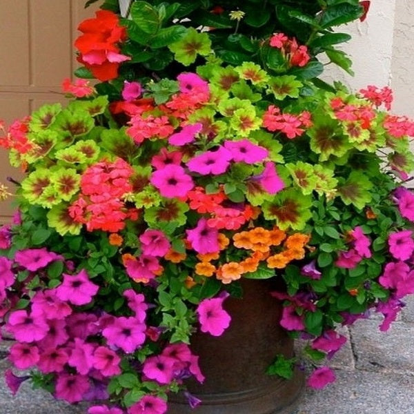 Buy Op Desi Flowering Seeds online from Nurserylive at lowest price.