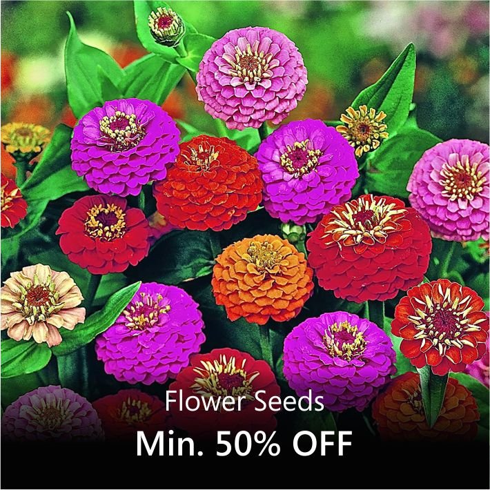 High-Quality Flower Seeds Near Me Background Art High-Quality Flower Seeds Near Me Background Art