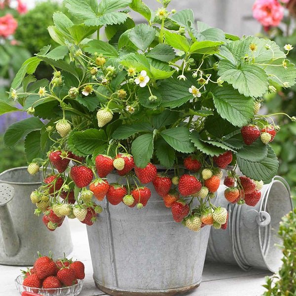 Fruit Plants can be grown in Pot