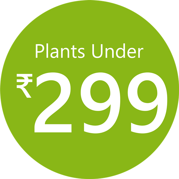 Sale: Plants under 299