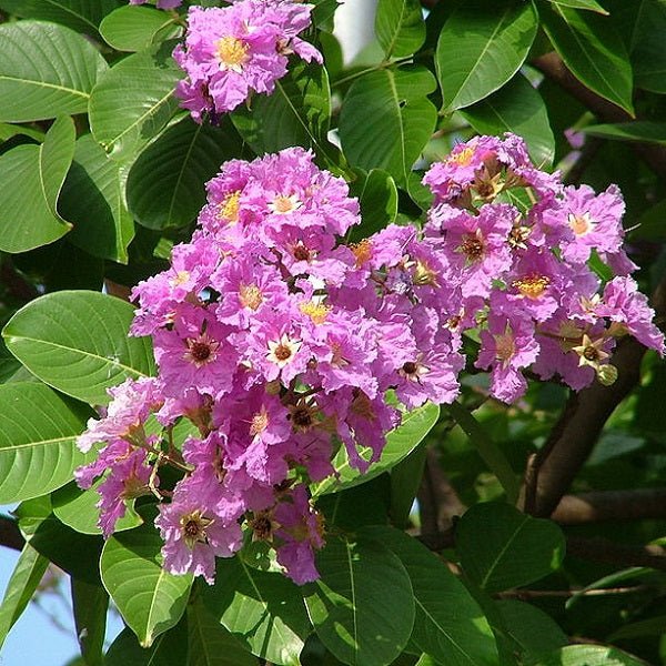 Indian States Flowers and Trees - Nurserylive