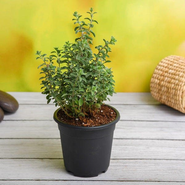 Buy Insect Repellent Plants online from Nurserylive at lowest price.