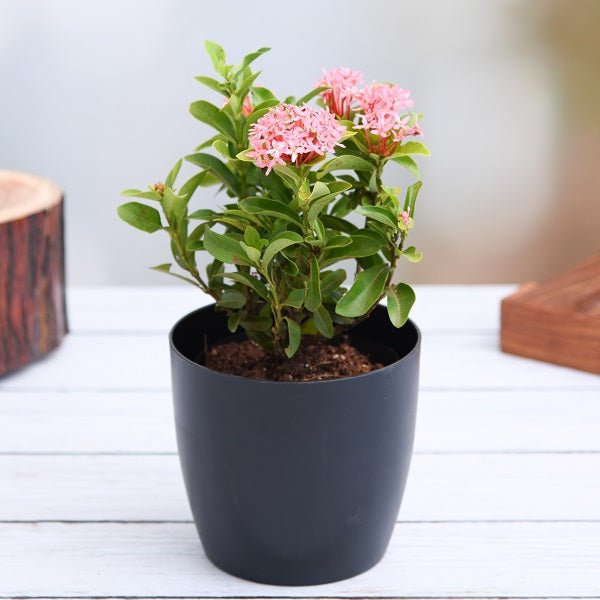 Monsoon Plants - Nurserylive