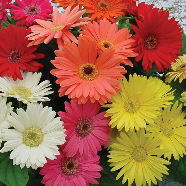 Multicolor Flowering Plants