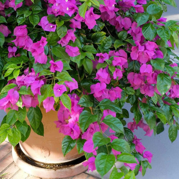 Buy Outdoor Plants Name online from Nurserylive at lowest price.