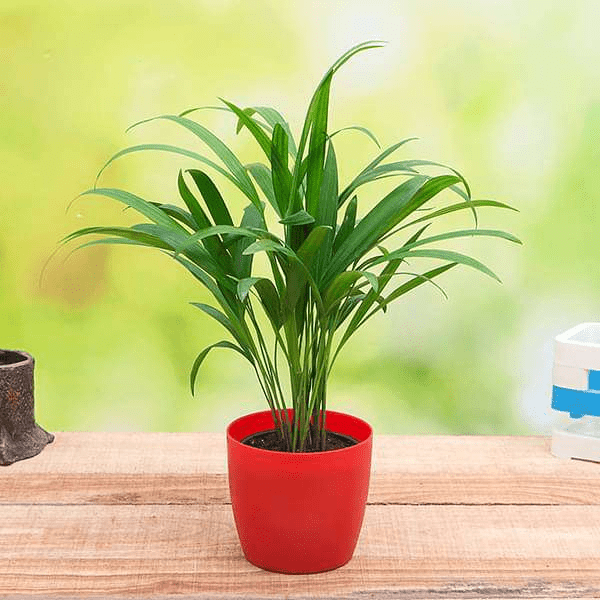 Palm Plants - Nurserylive