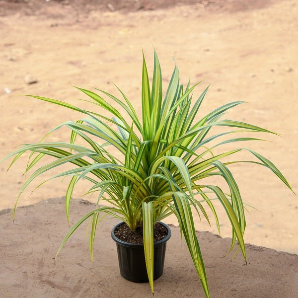 Pandanus Plants - Nurserylive