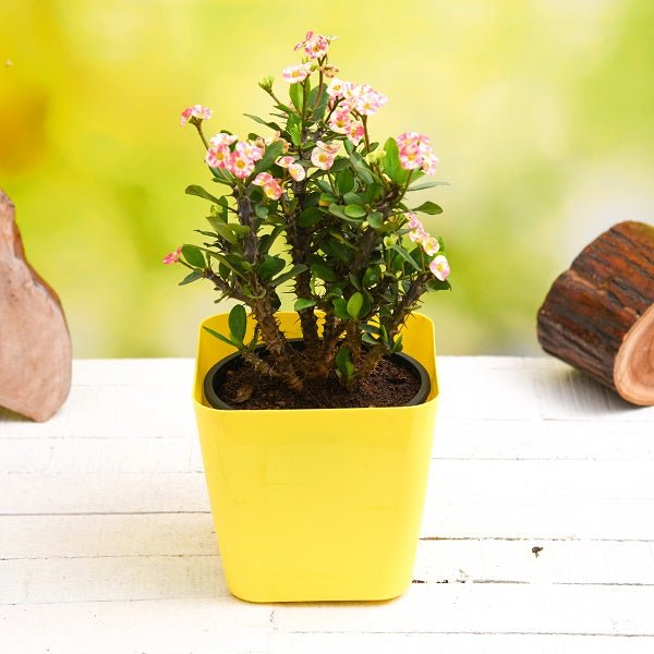Perennial Plants - Nurserylive
