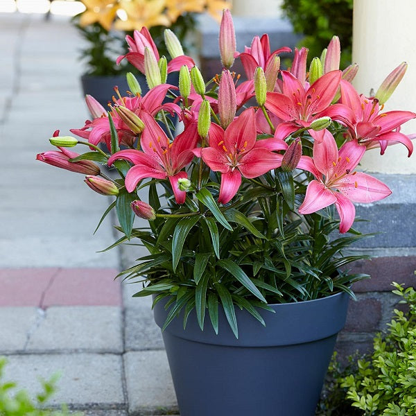 Buy Pink Flower Bulbs online from Nurserylive at lowest price.