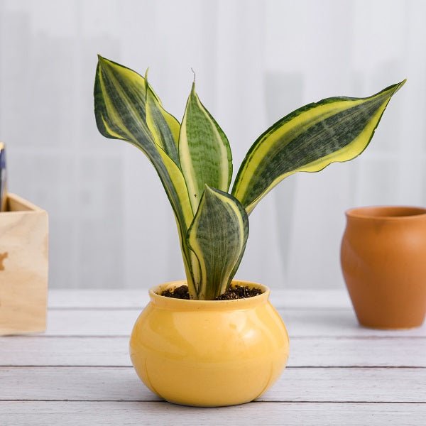 golden shrimp plant Yellow Shrimp Plant - Live Plant in a 10 Inch Growers Pot