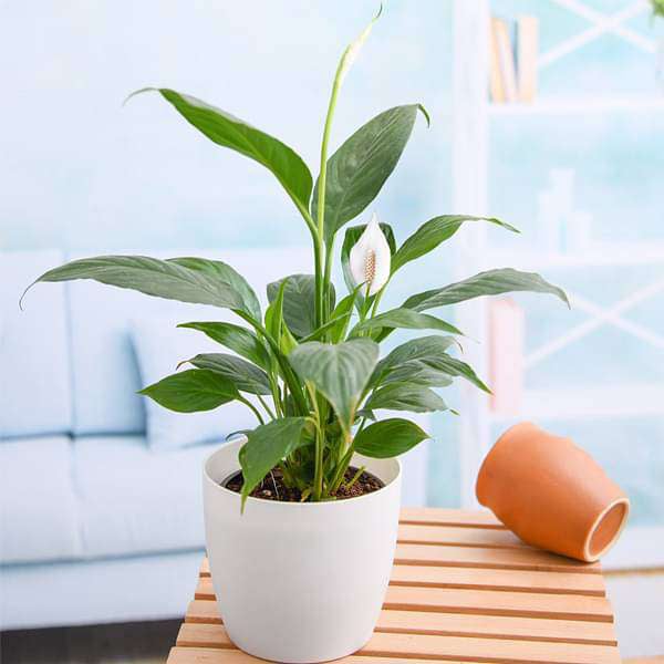 Plants for home